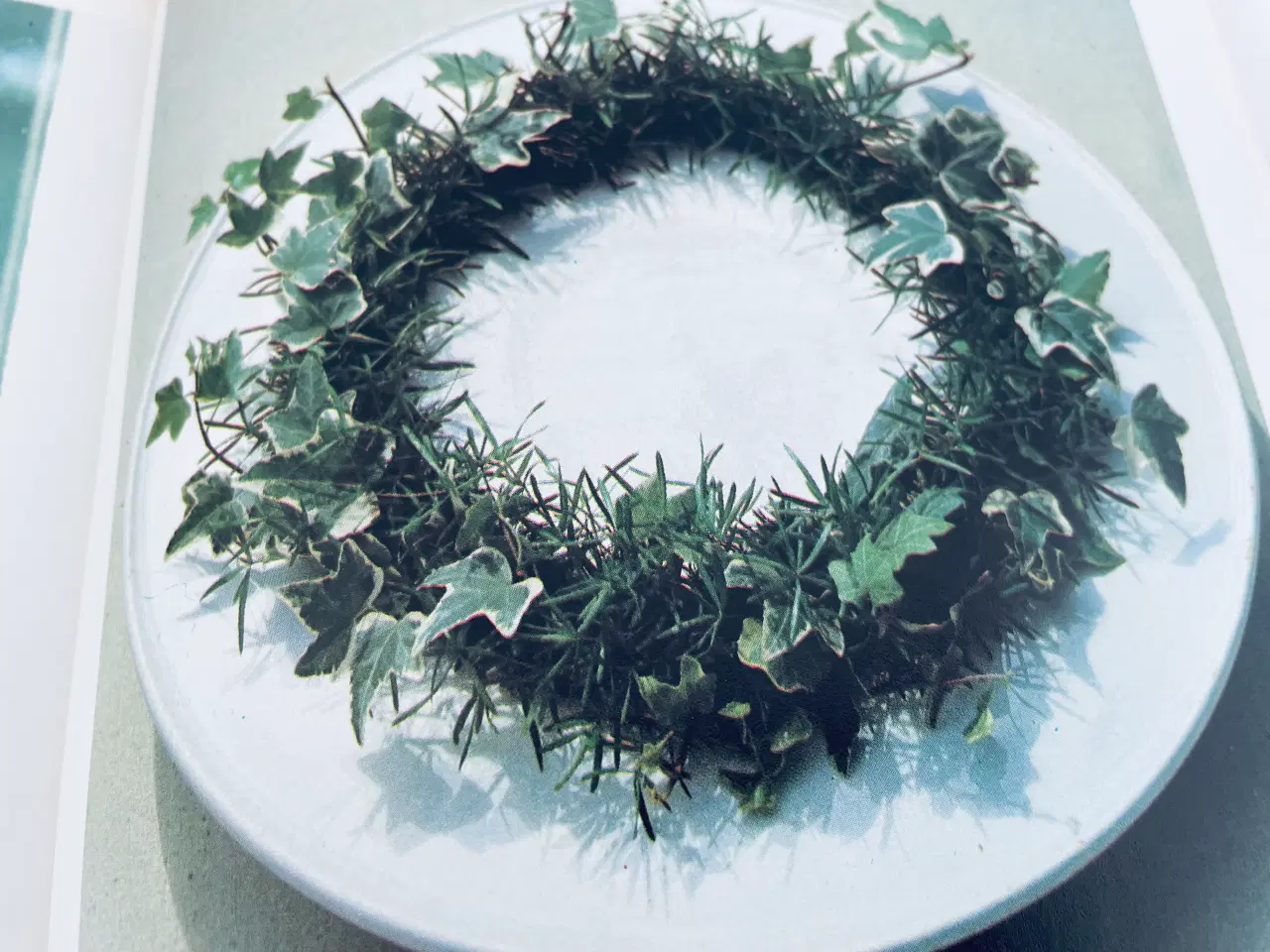 Billede 17 - Alt om stueplanter 6 