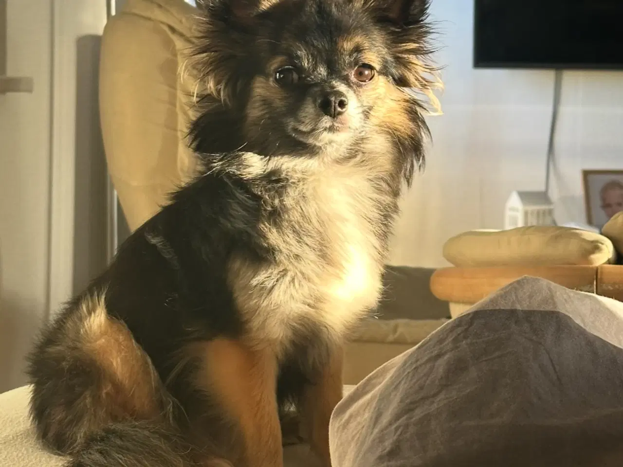 Billede 19 - Skønne chihuahua blandings hvalpe 