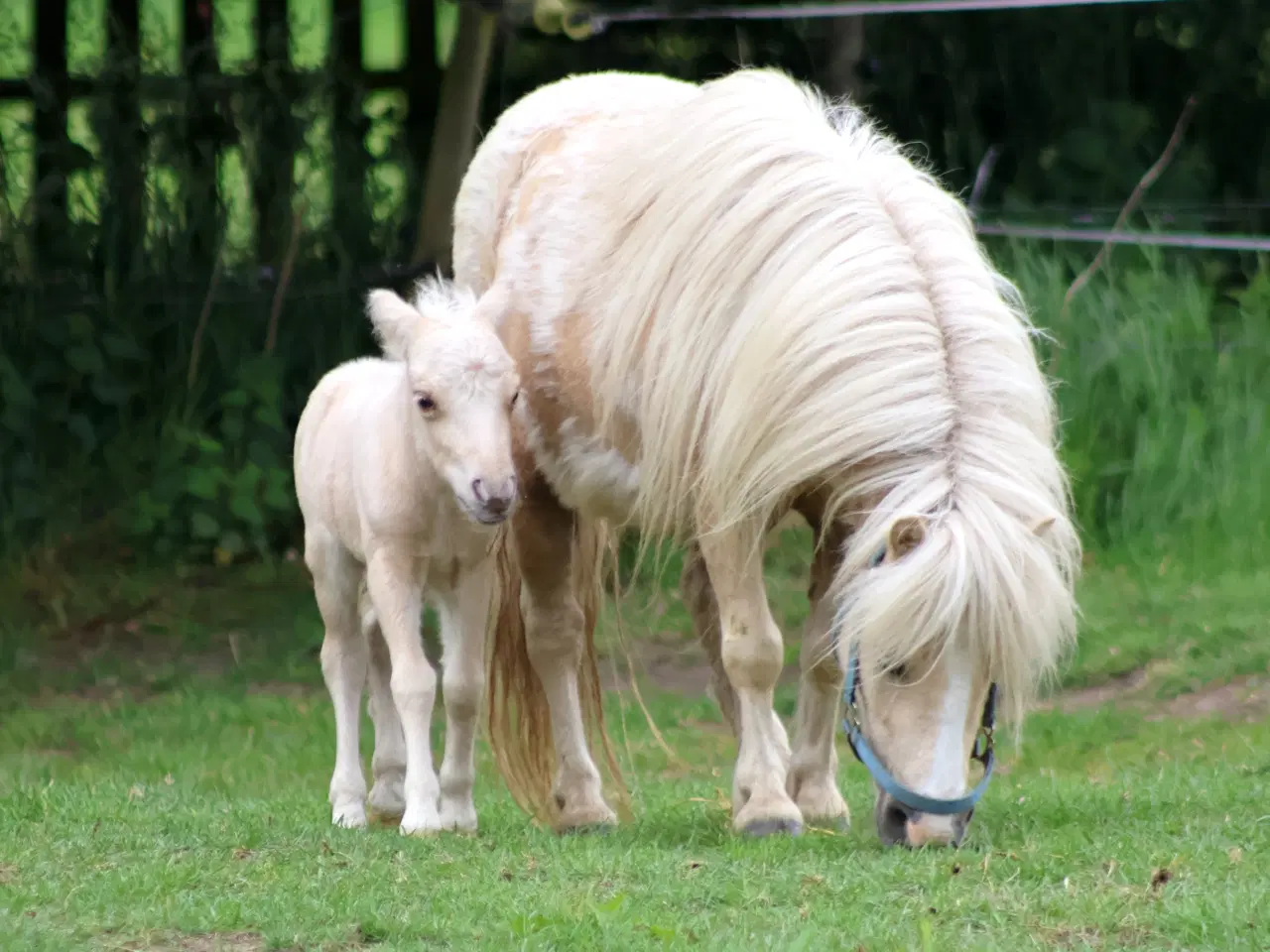 Billede 5 - mini palomino hingsteføl, rødt pas 