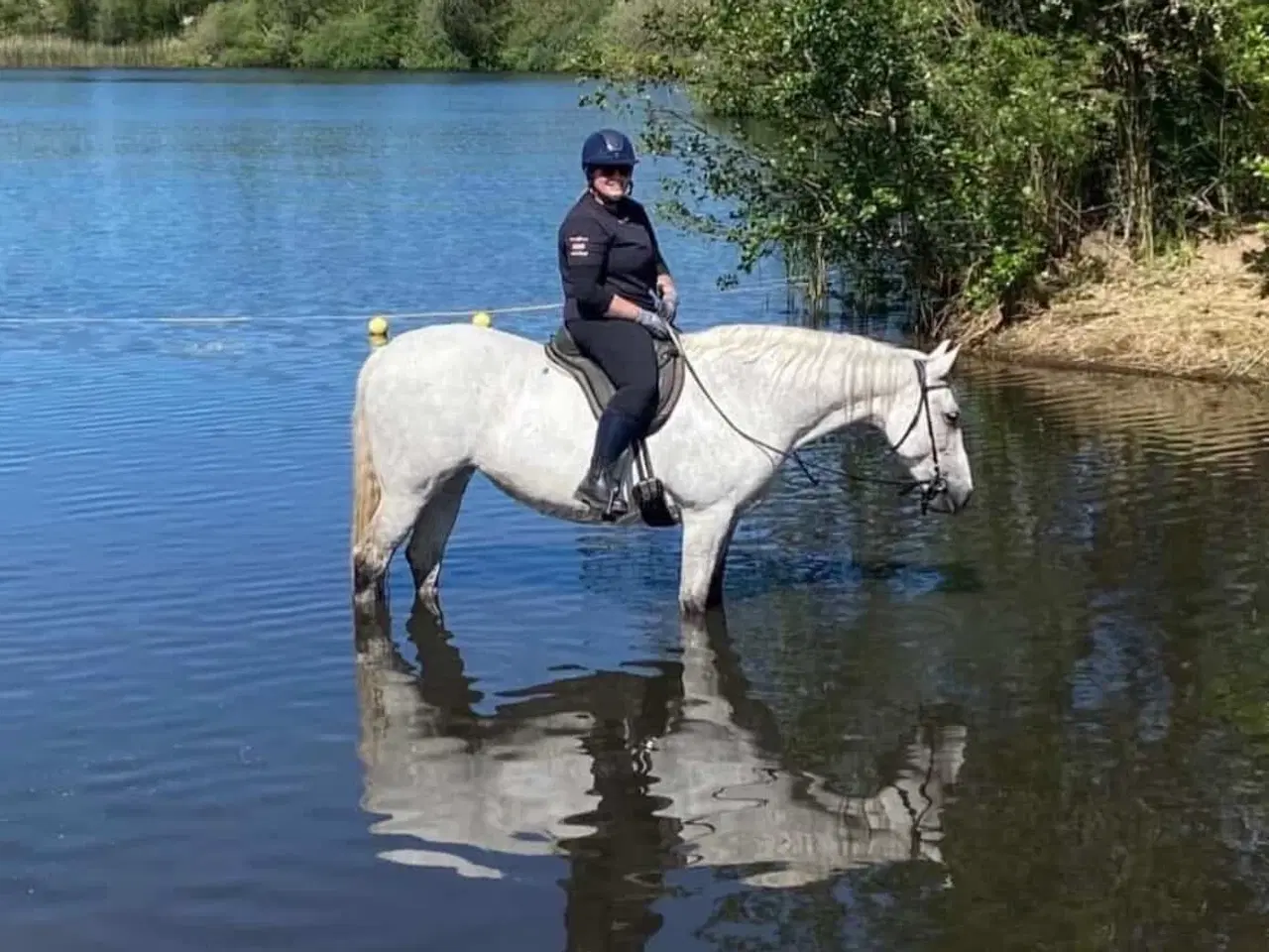 Billede 2 - Hoppe til hygge/avl/let ridning