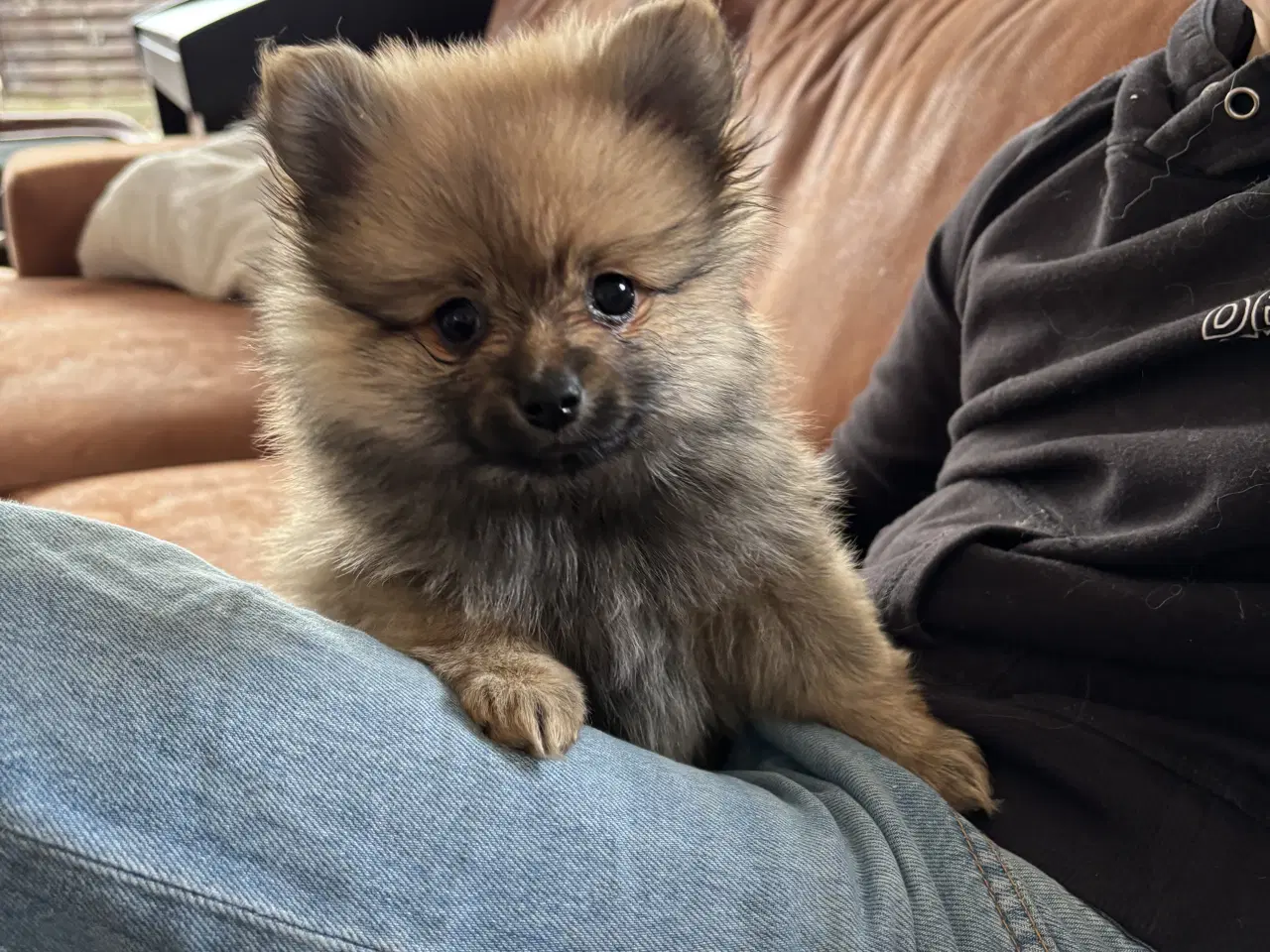 Billede 2 - Pomeranian dreng søger nyt hjem