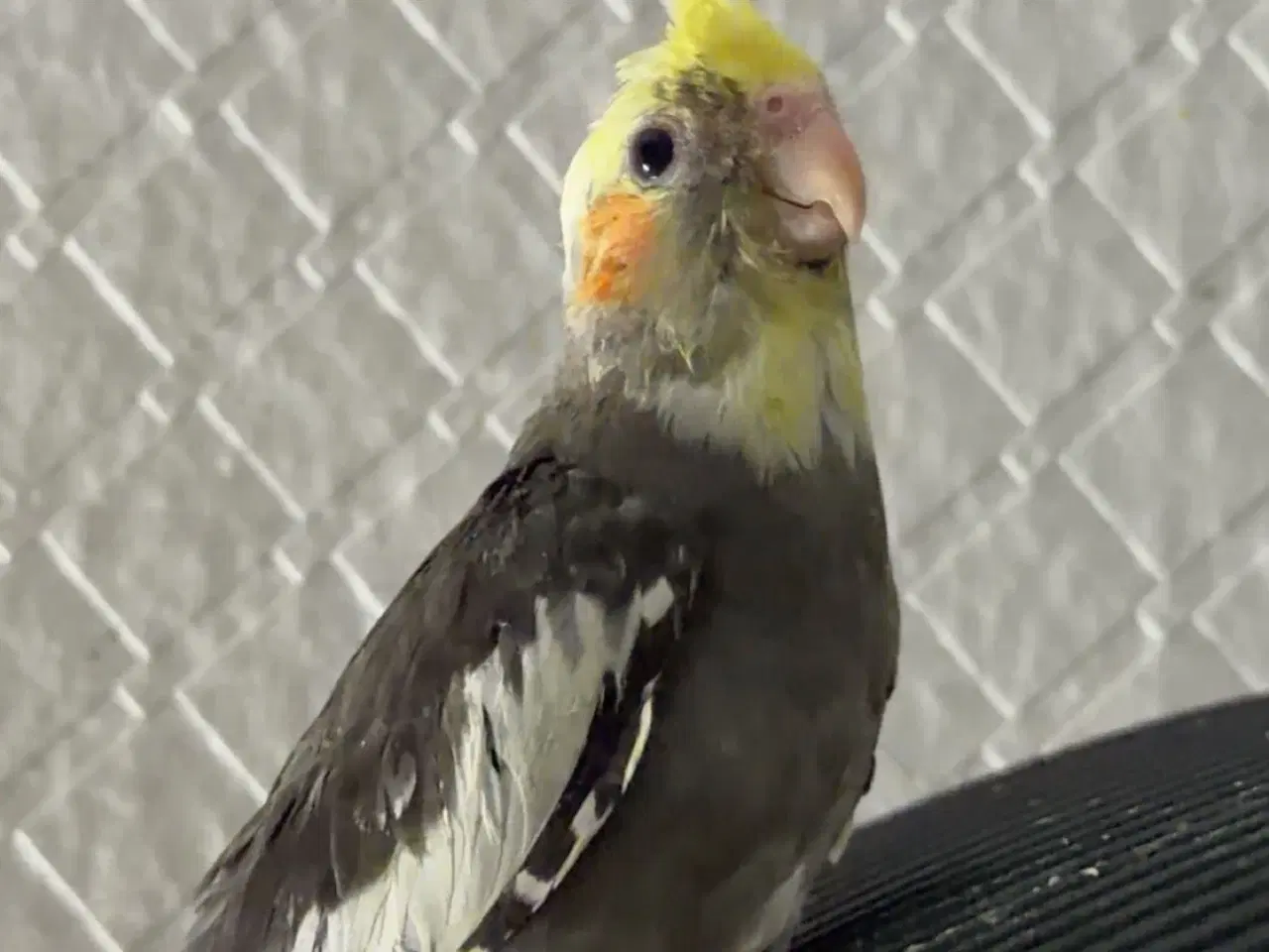 Billede 6 - 100% Tammr nymfeparakit unger