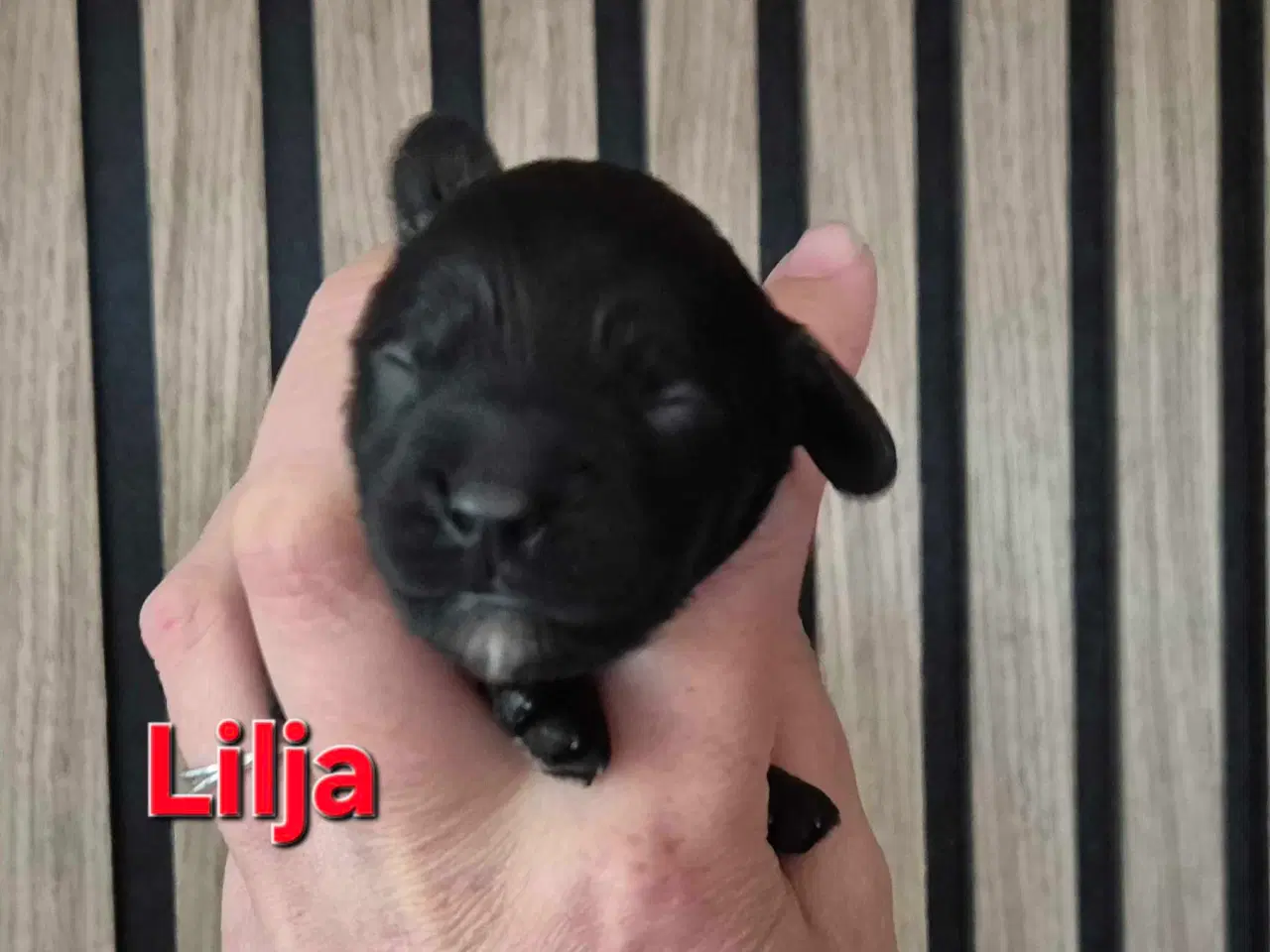 Billede 12 - Mini cockapoo f1B