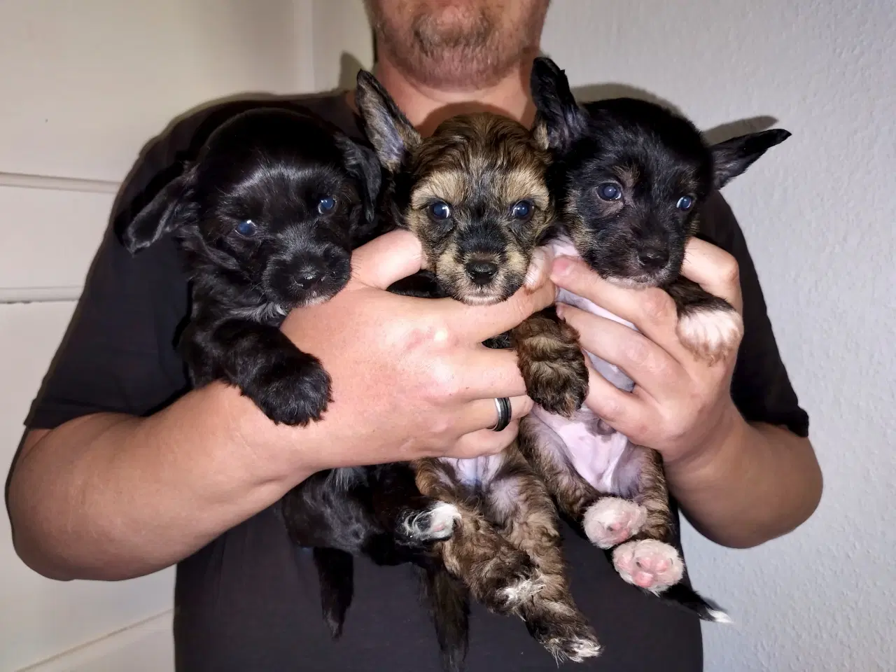 Billede 9 - Chinese crested/powder puff drenge med DKK stambog