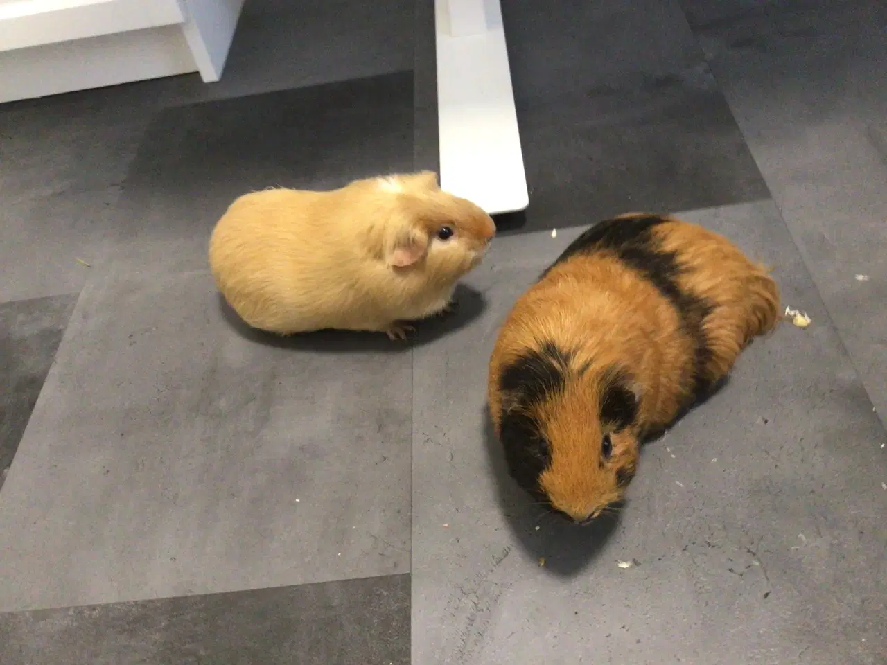 Billede 1 - 🐹 To søde marsvin søger nyt hjem – Alvin & Flamme