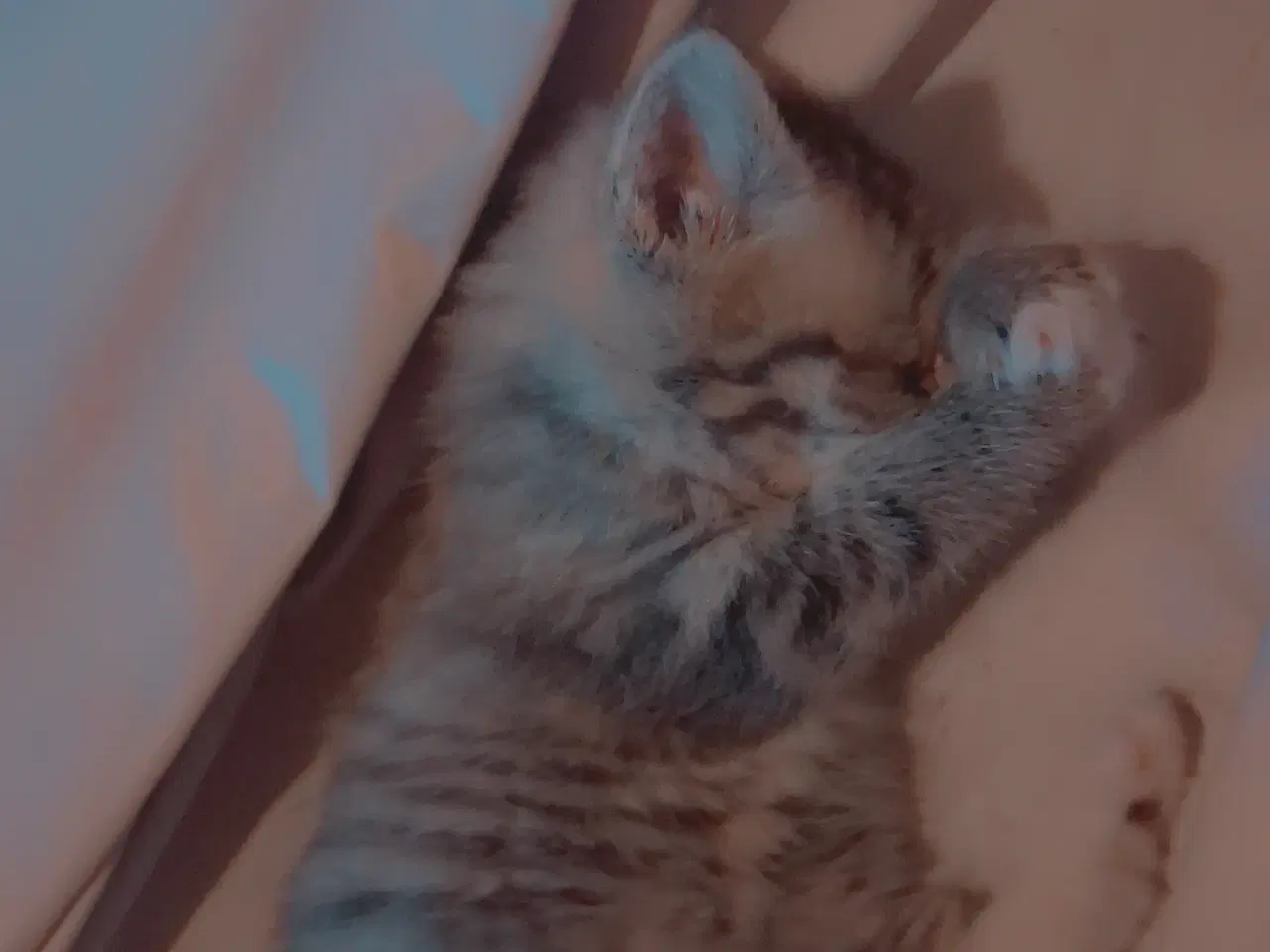 Billede 4 - Minikat.