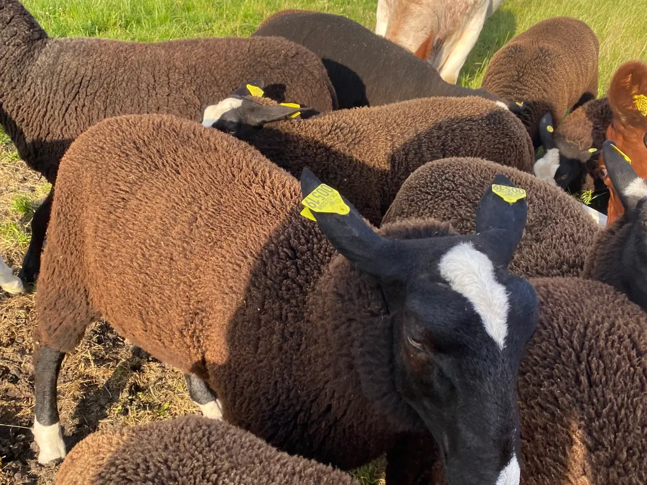 Billede 4 - Zwartbles vædderlam til salg 