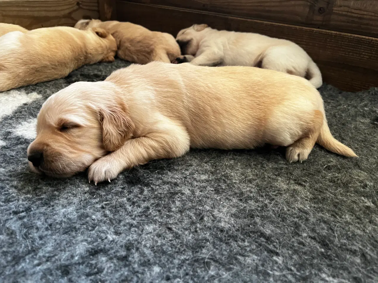 Billede 4 - Golden Retriever