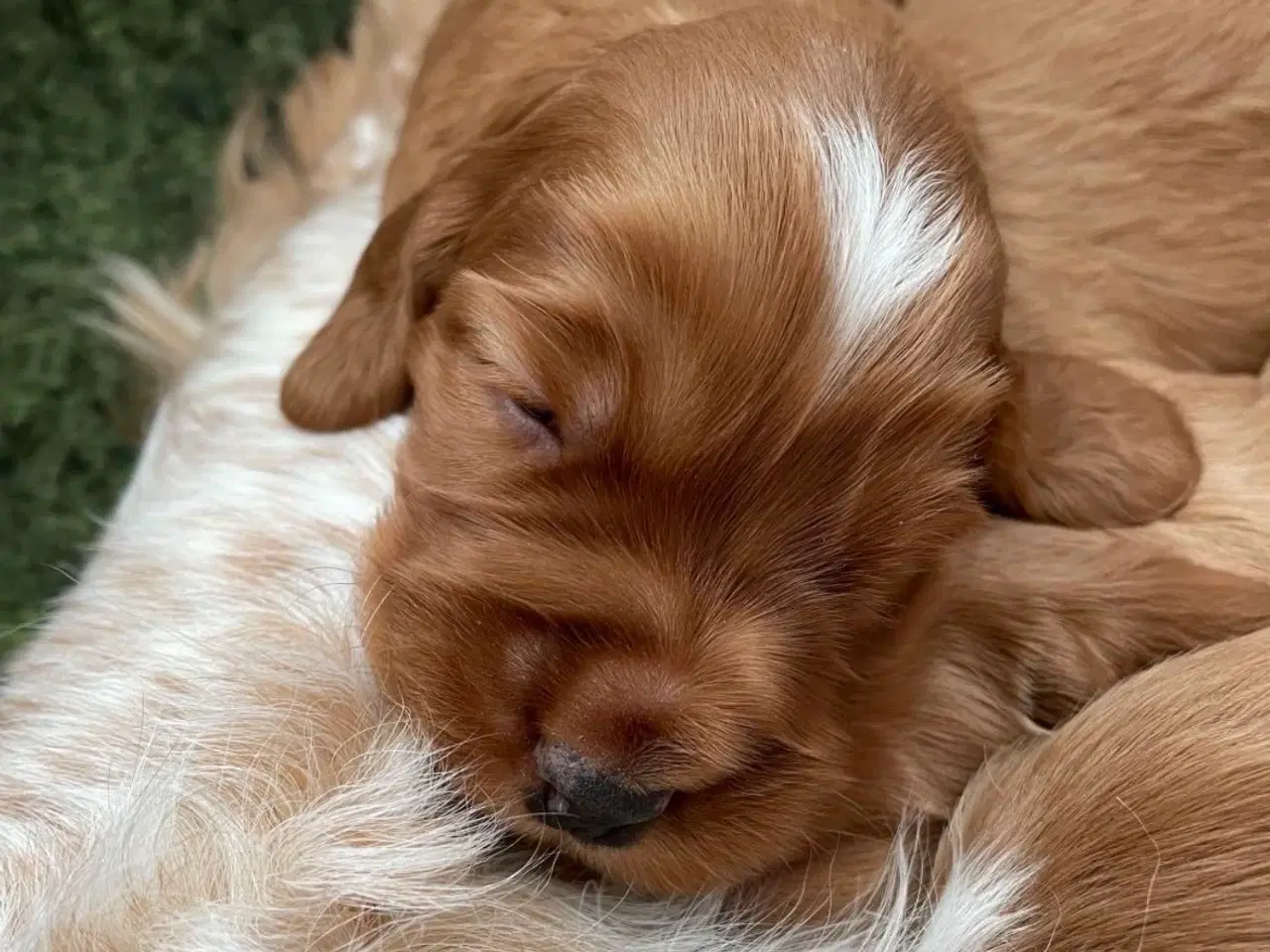 Billede 12 - Til parring - IKKE salg 