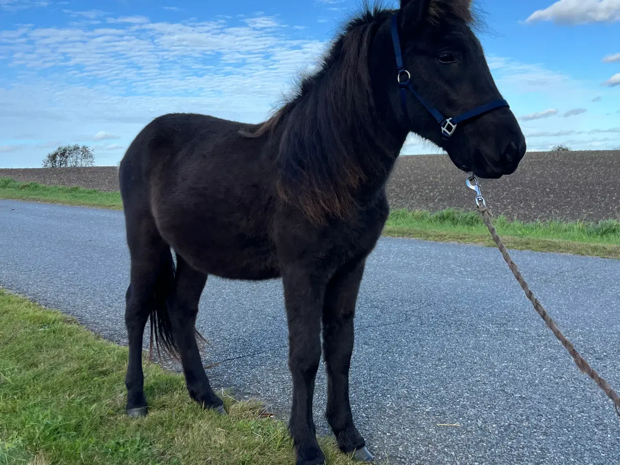 Billede 3 - Kærlig og mild - lidt forsigtig 1 års islænder