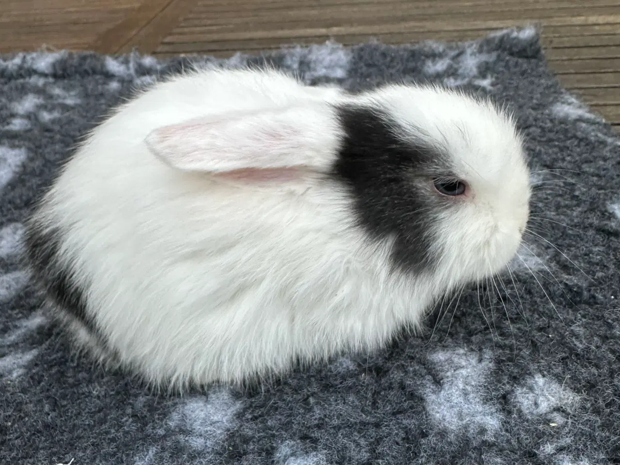 Billede 1 - Minilop kaninunge