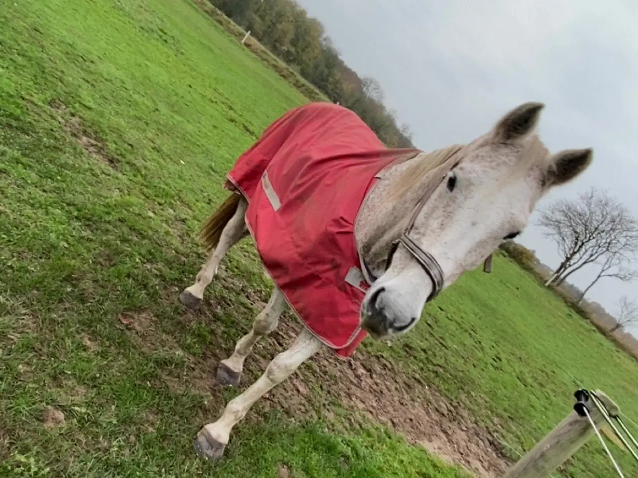 Billede 3 - Verdens bedste Lucy søger nye græsgange 