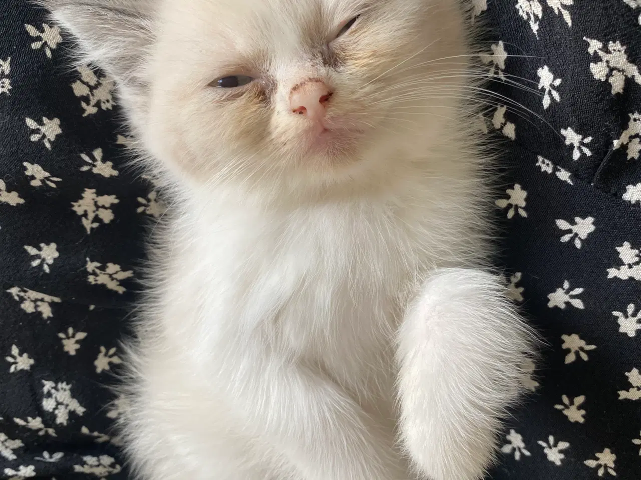 Billede 3 - Smuk Ragdoll hunkillinger Kat lys beige hvid 