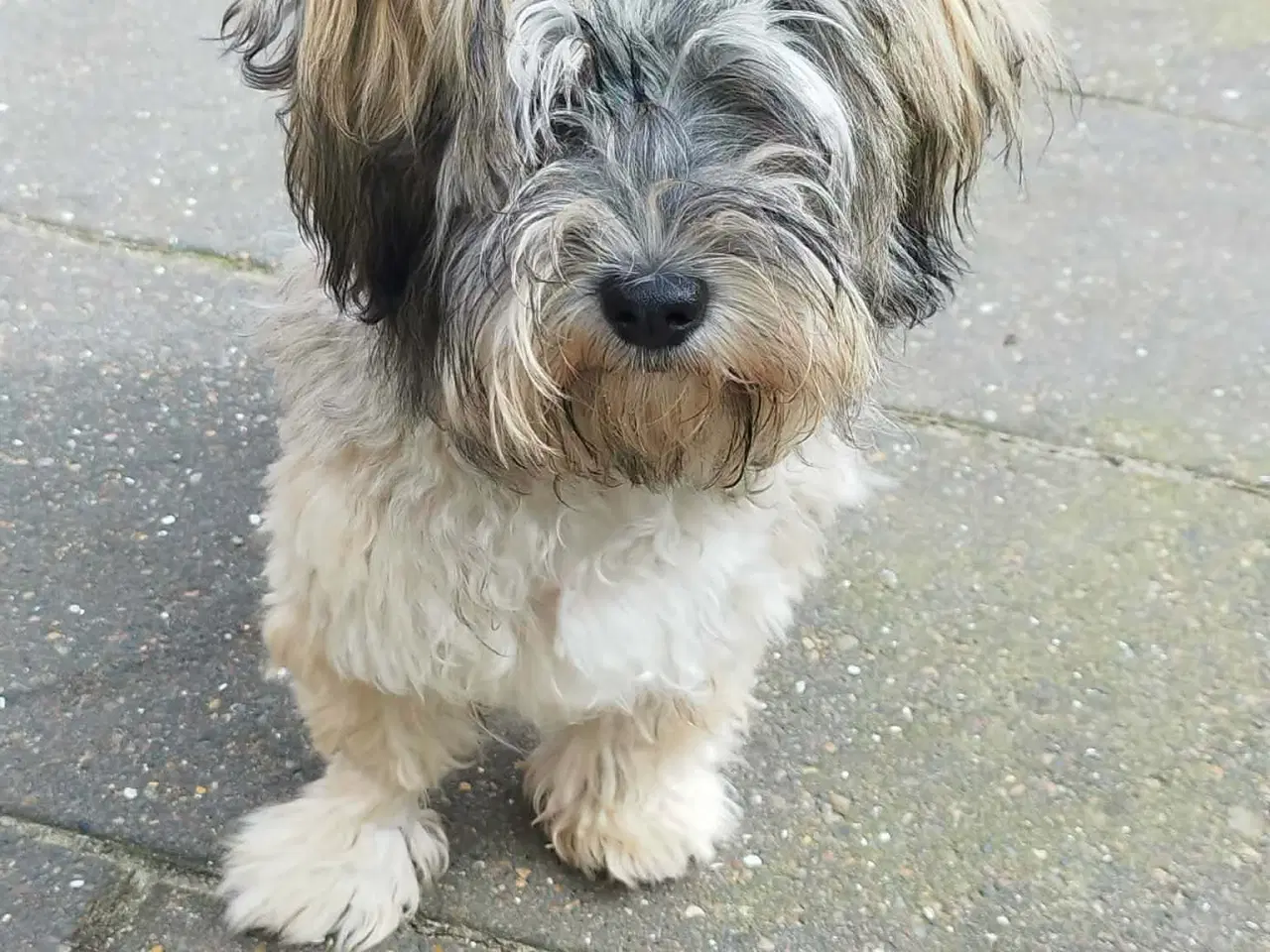 Billede 2 - Baldur søger nyt hjem