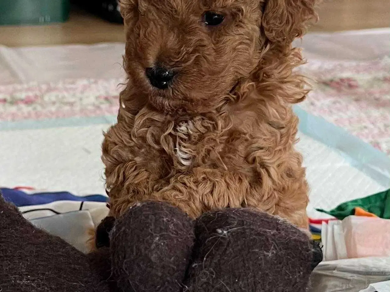 Billede 2 - Labradoodle hvalp - Han