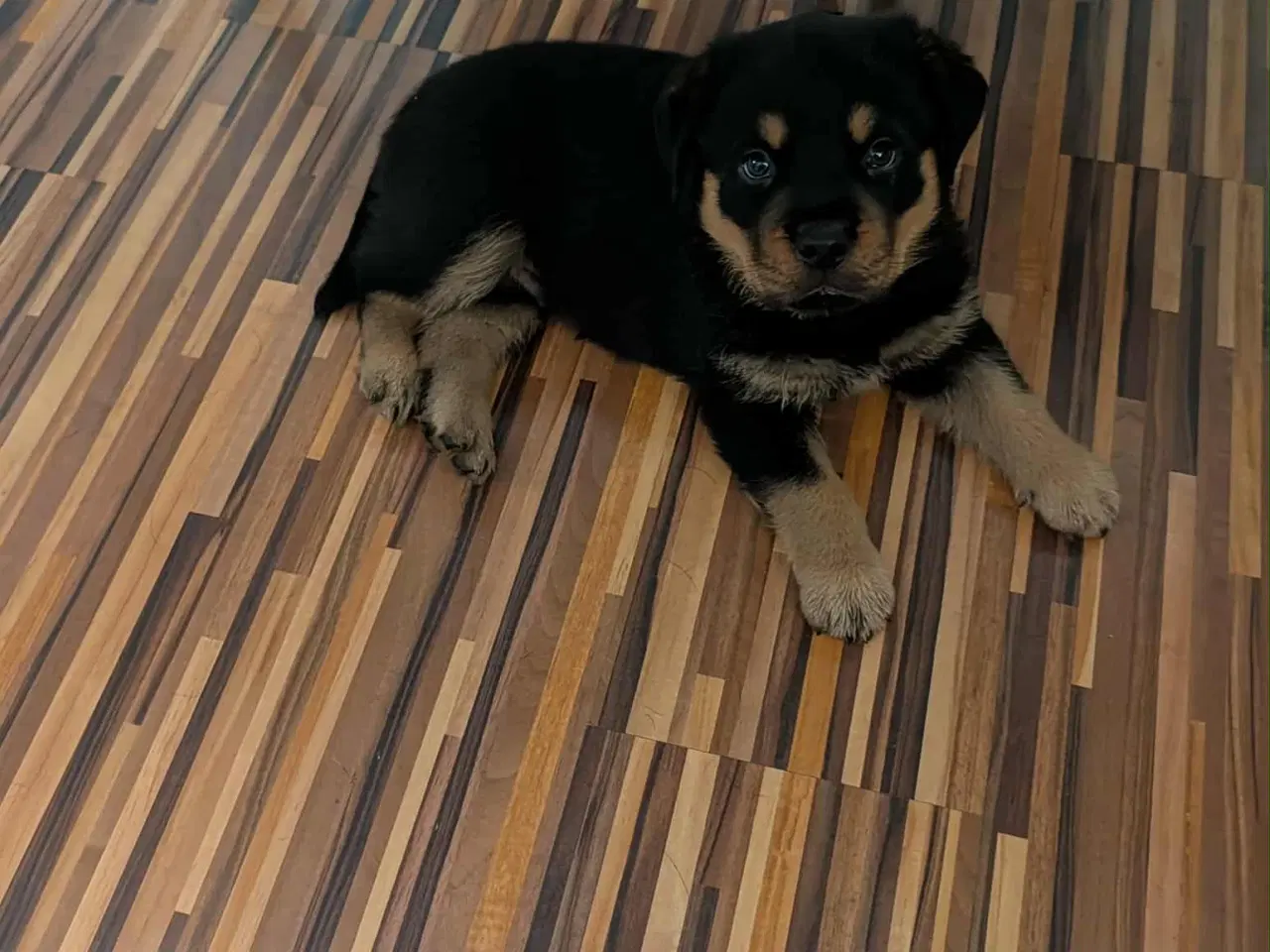 Billede 3 - Labweiler