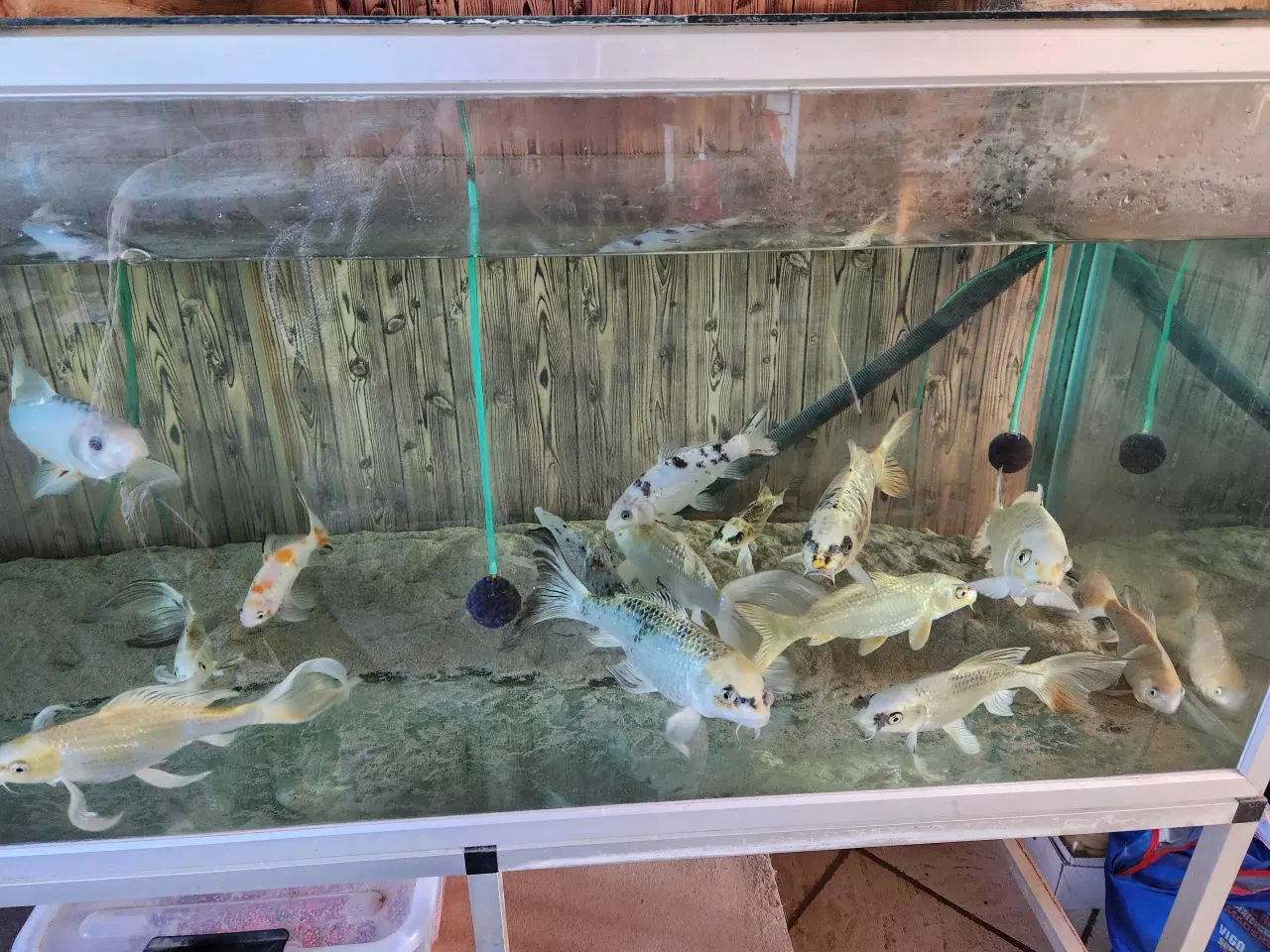 Billede 7 - Koi Koier  Karper  Boddy  Flies  Slør Haler.  M.m 