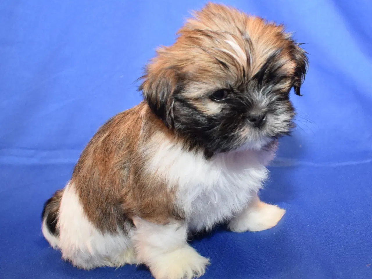 Billede 7 - Lhasa Apso  hvalpe