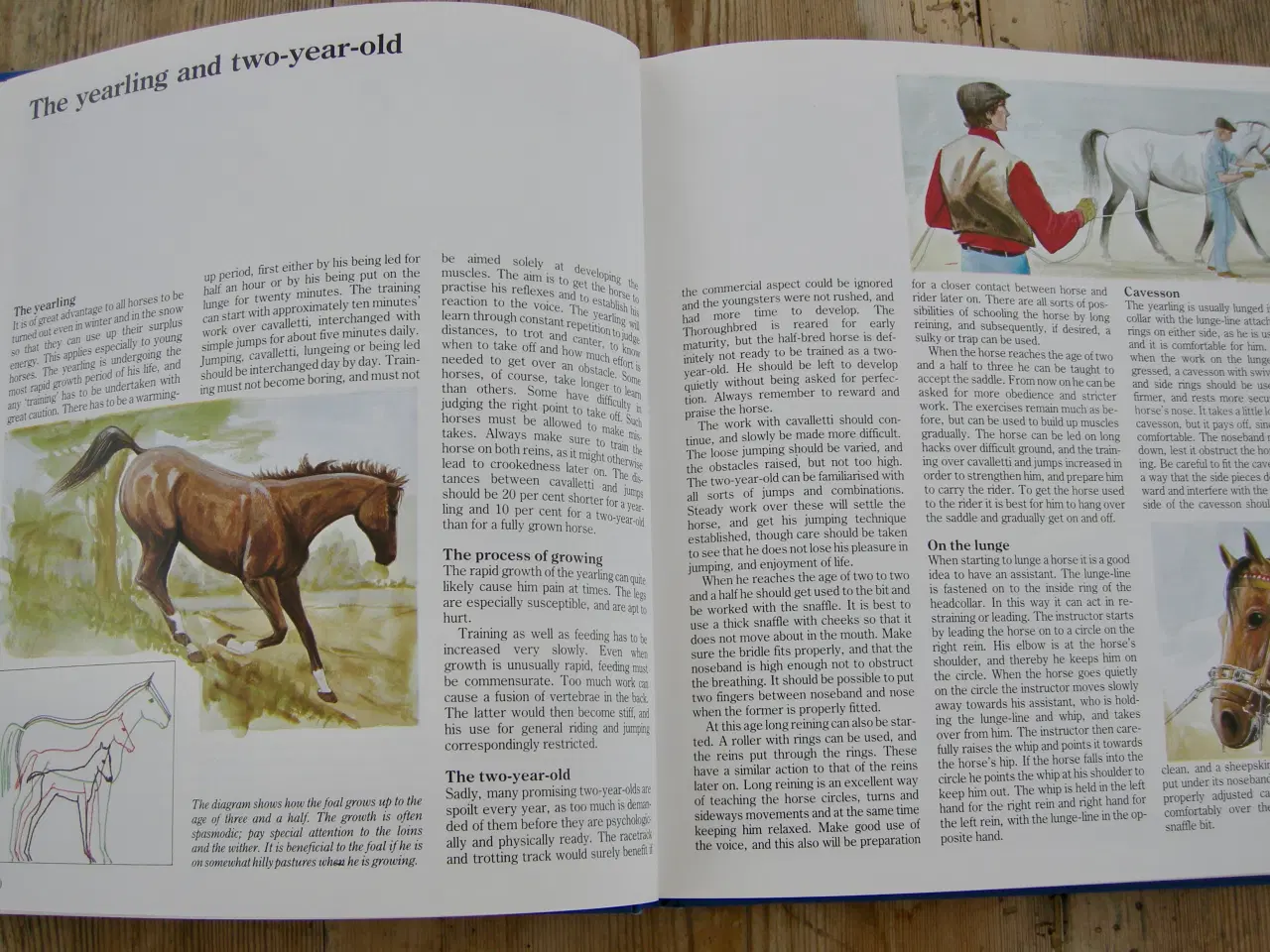 Billede 9 - THIS IS RIDING, Gunnar Hedlund, Hestebog engelsk 