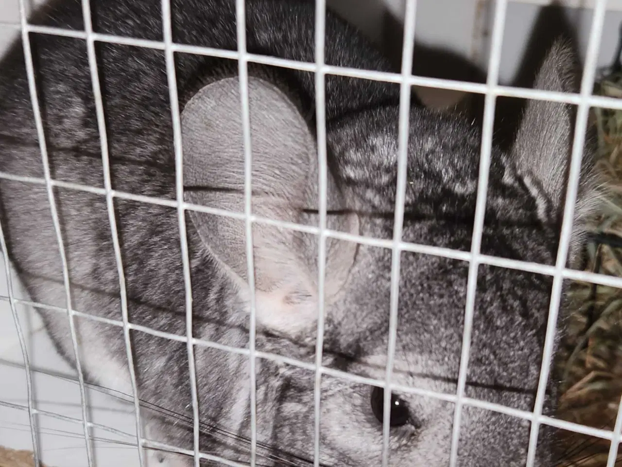 Billede 3 - Chinchilla-søskende