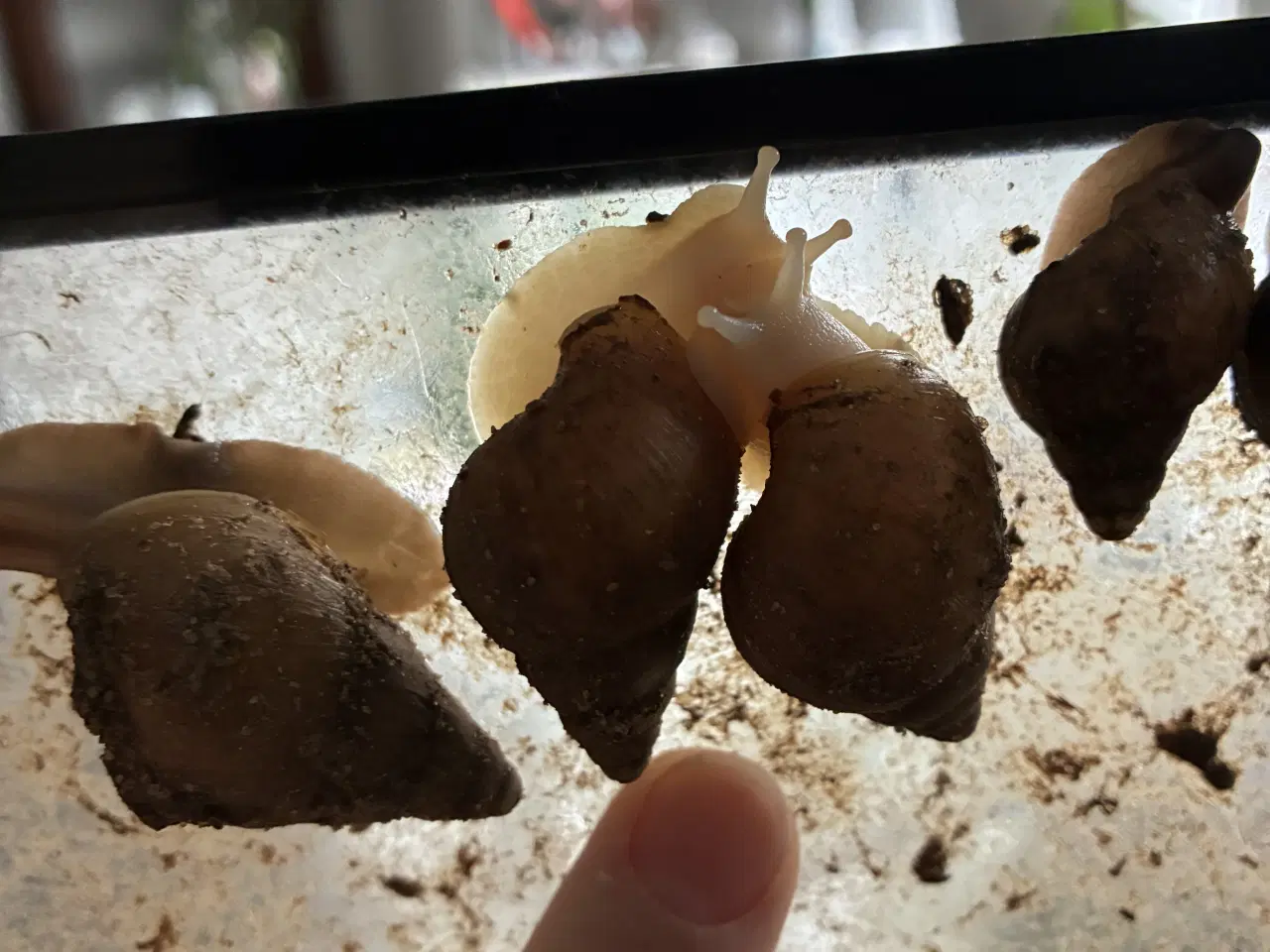 Billede 4 - Afrikanske/congo snegle