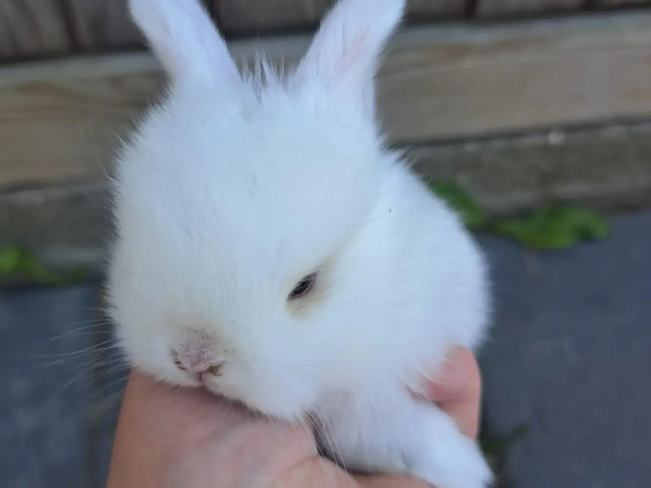 Billede 2 - Minilop, 0 år
