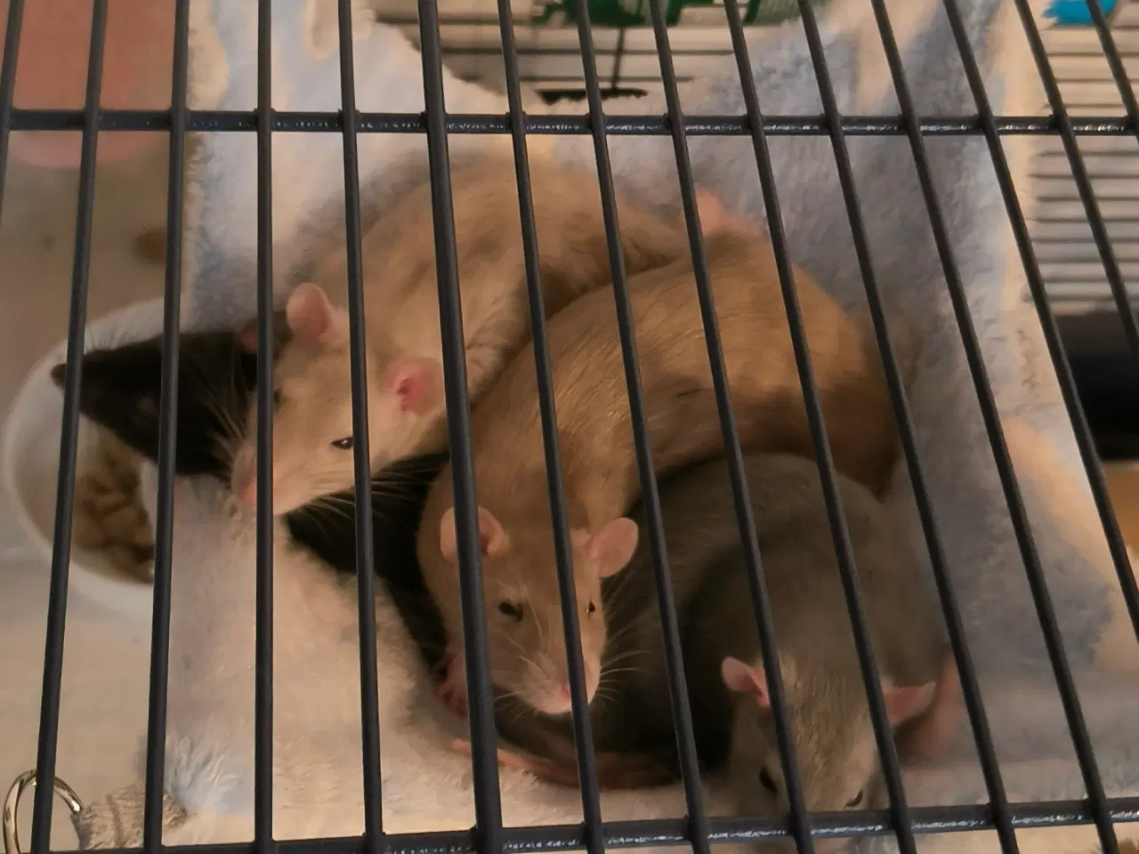 Billede 2 - Rotte piger søger nyt hjem 