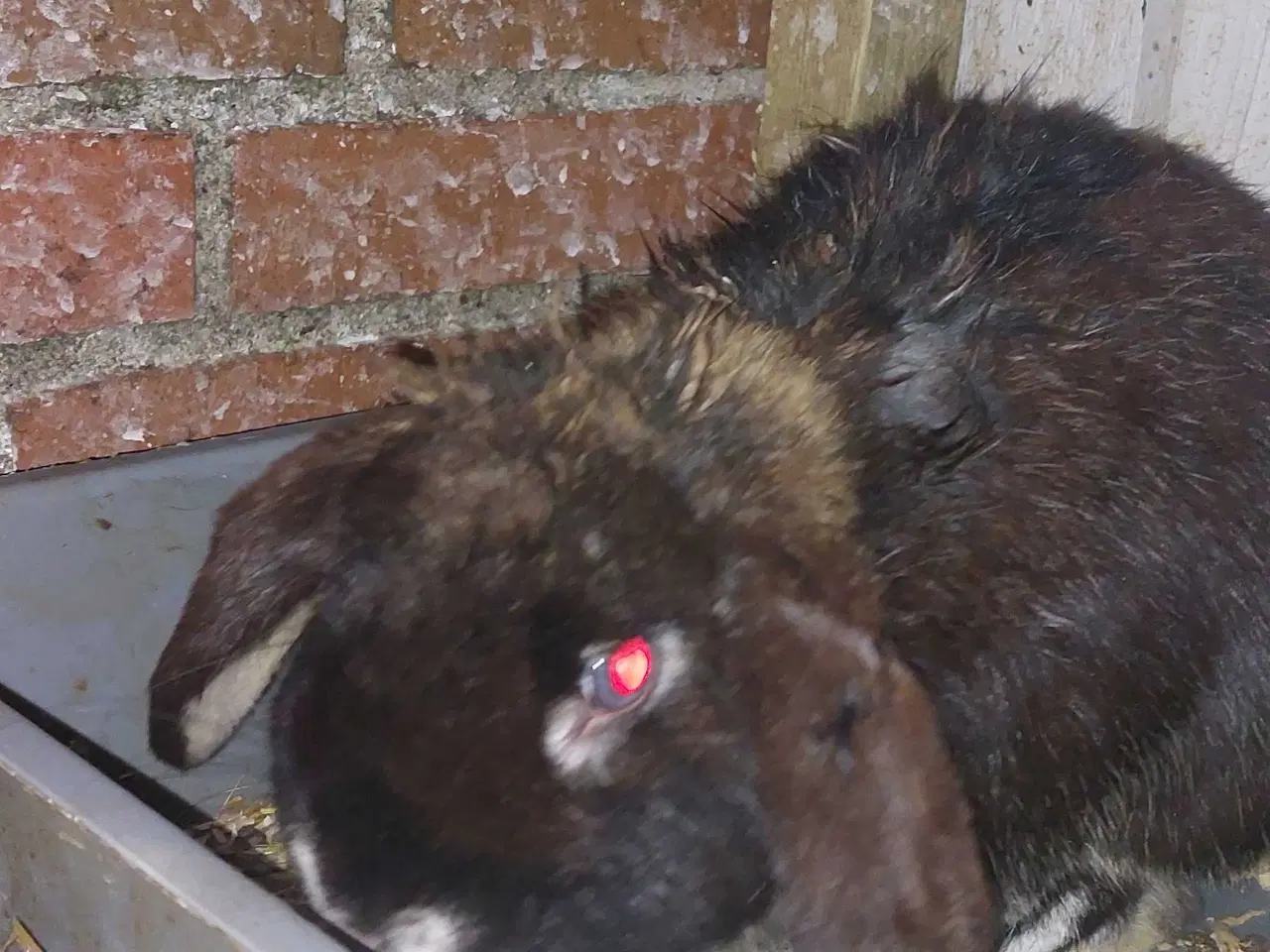 Billede 2 - Kaniner sælges for 50 kr