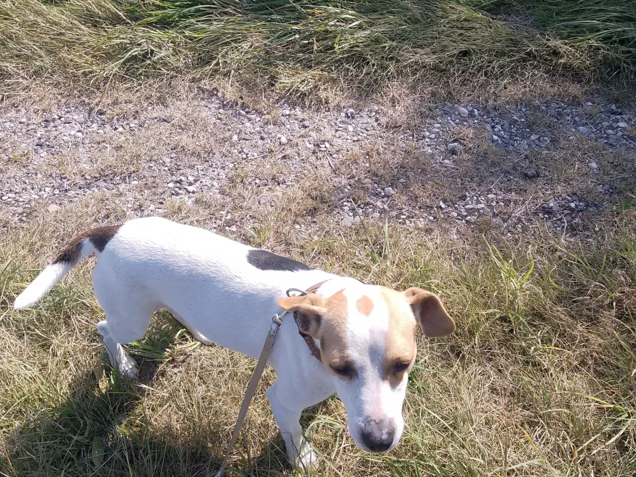 Billede 6 - Dansk-svensk gårdhund