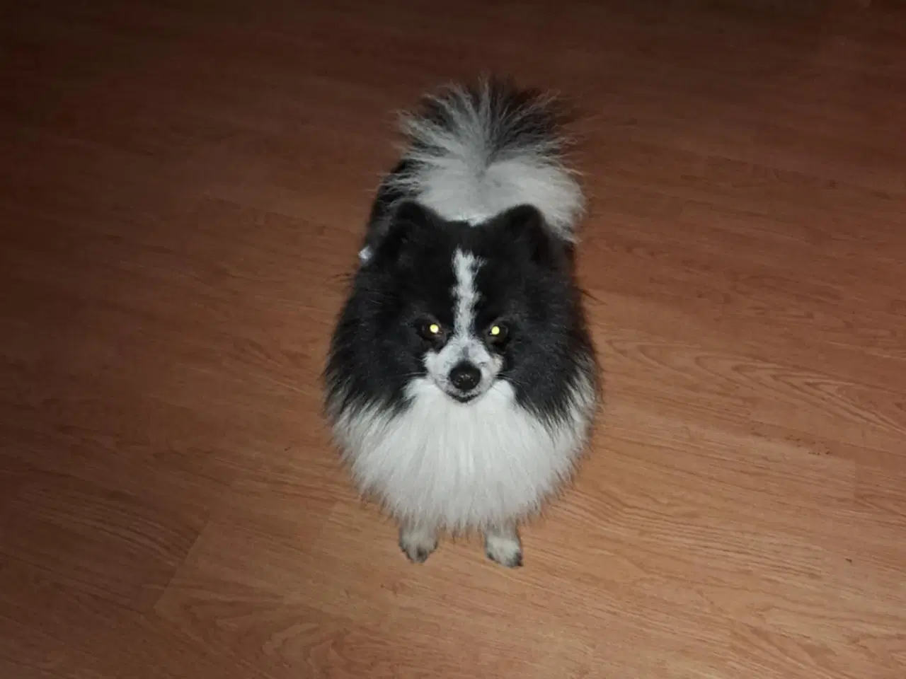 Billede 2 - Pommeranian og cavalier søger nyt hjem