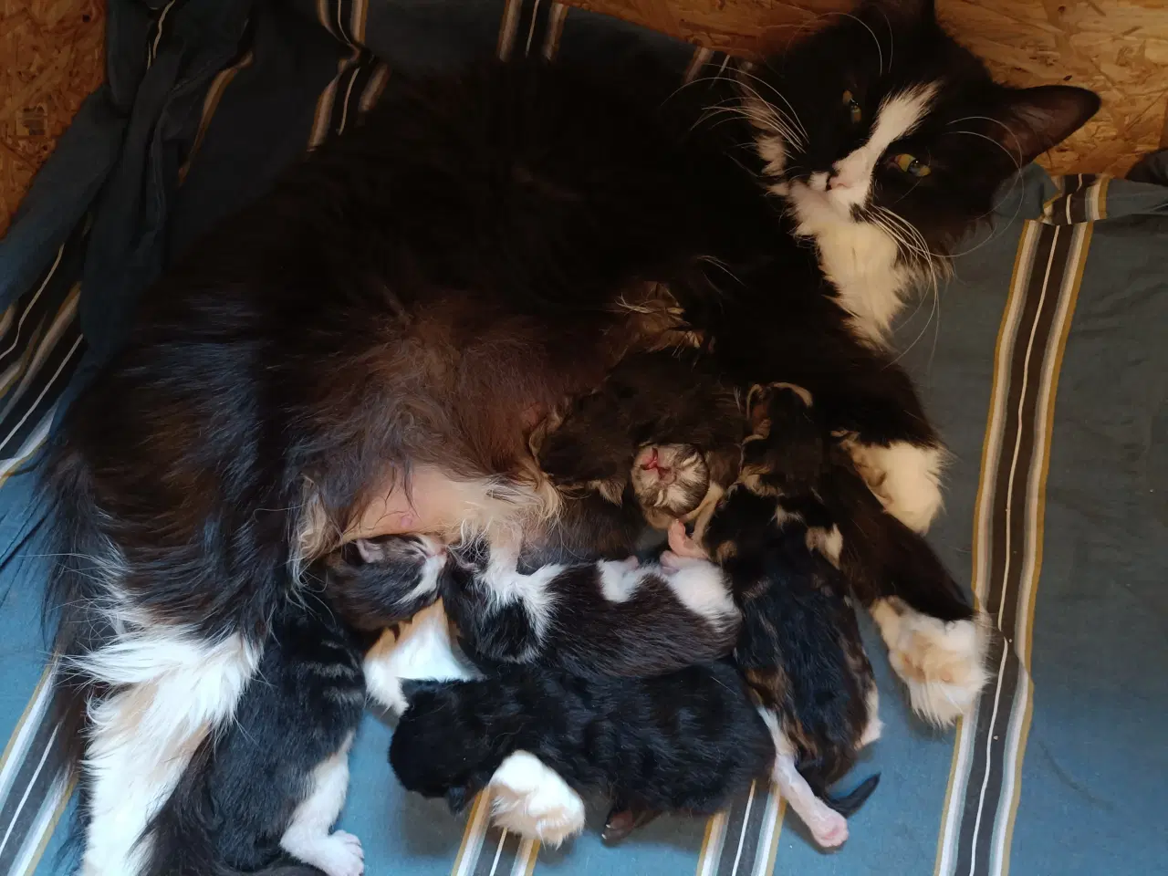 Billede 2 - Mainecoon uden stamtavle 