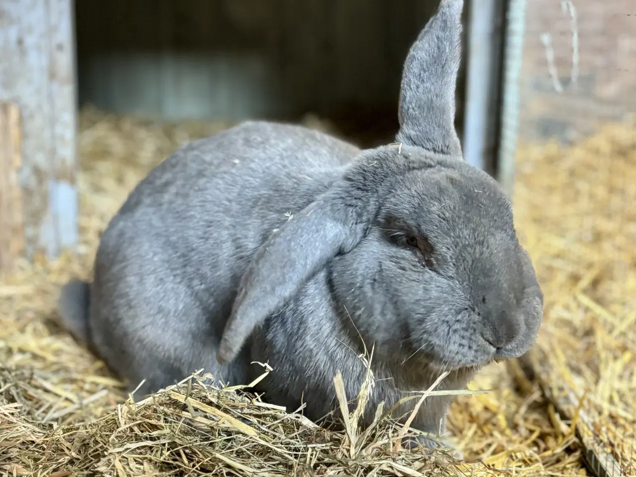 Billede 2 - 11 søde kaninunger af store racer