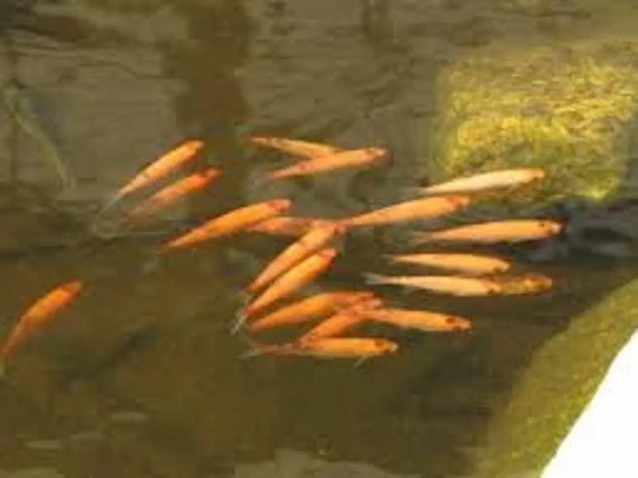 Billede 1 - GULDEMDER ((STORE)) ((12-15 CM)) FÅ MÆNGDE RABAT