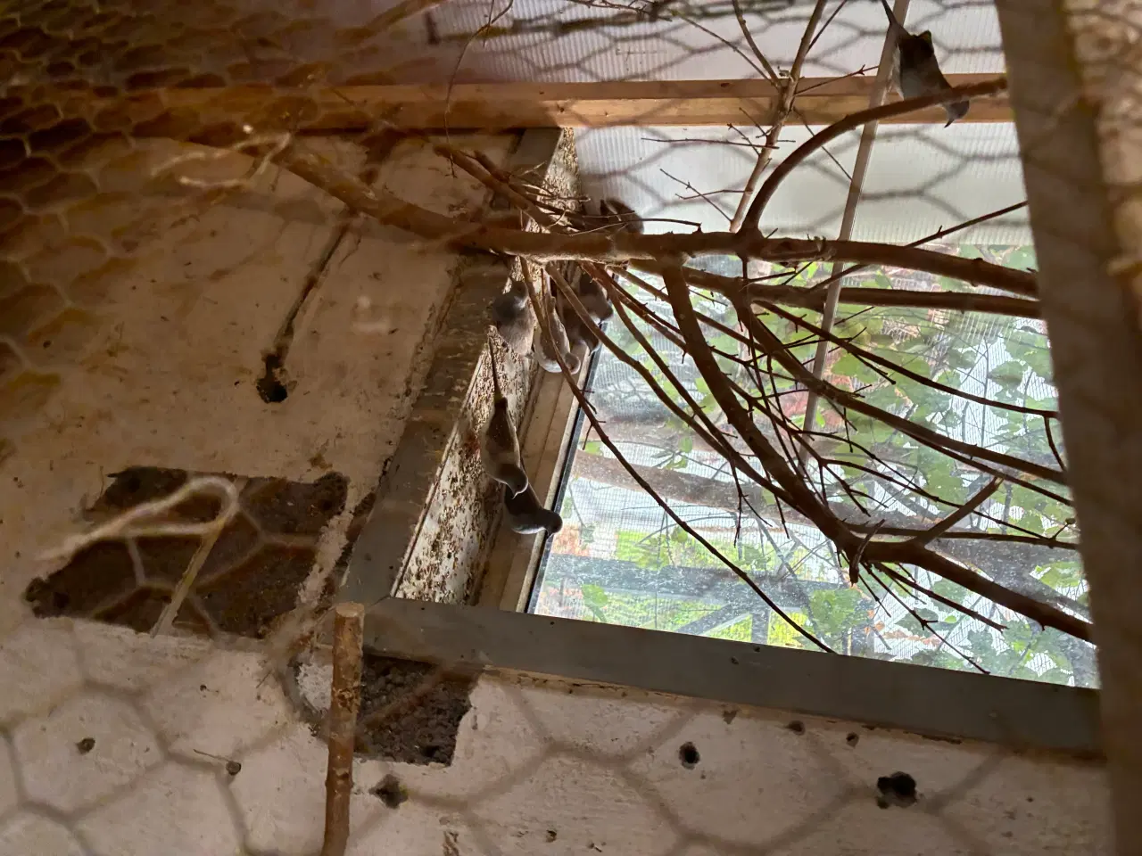 Billede 3 - Diamant duer