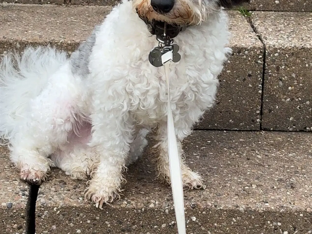 Billede 4 - Sødeste og kærligste cavapoo 