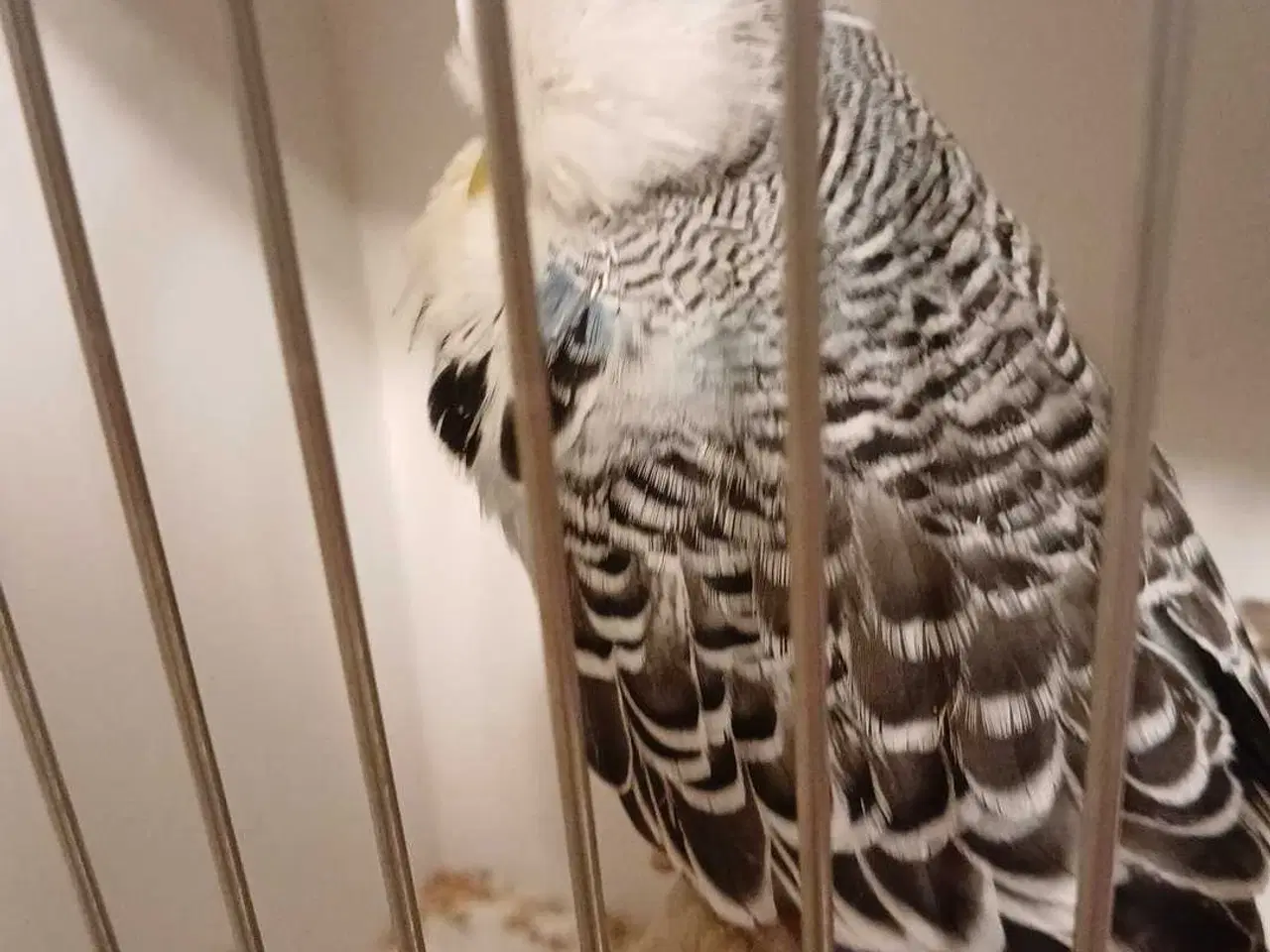 Billede 2 - Engelsk undulat han 