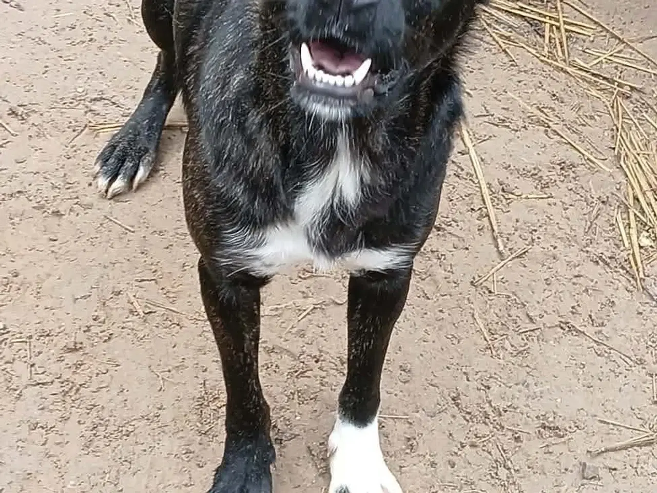 Billede 4 - Smukke Tulle leder efter sin egen familie 🩷