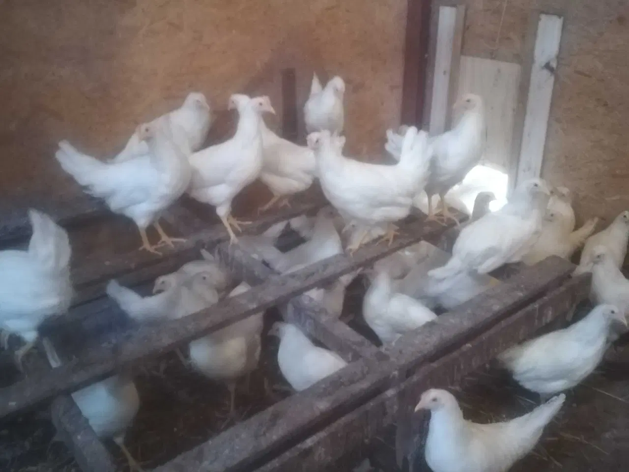 Billede 2 - Rigtig god ægge lægger hvide Italiener Lohmann