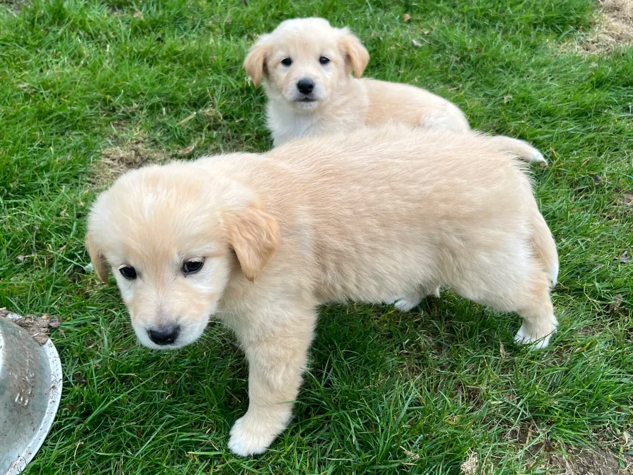 Billede 18 - 5 unikke blandingshvalpe sælges