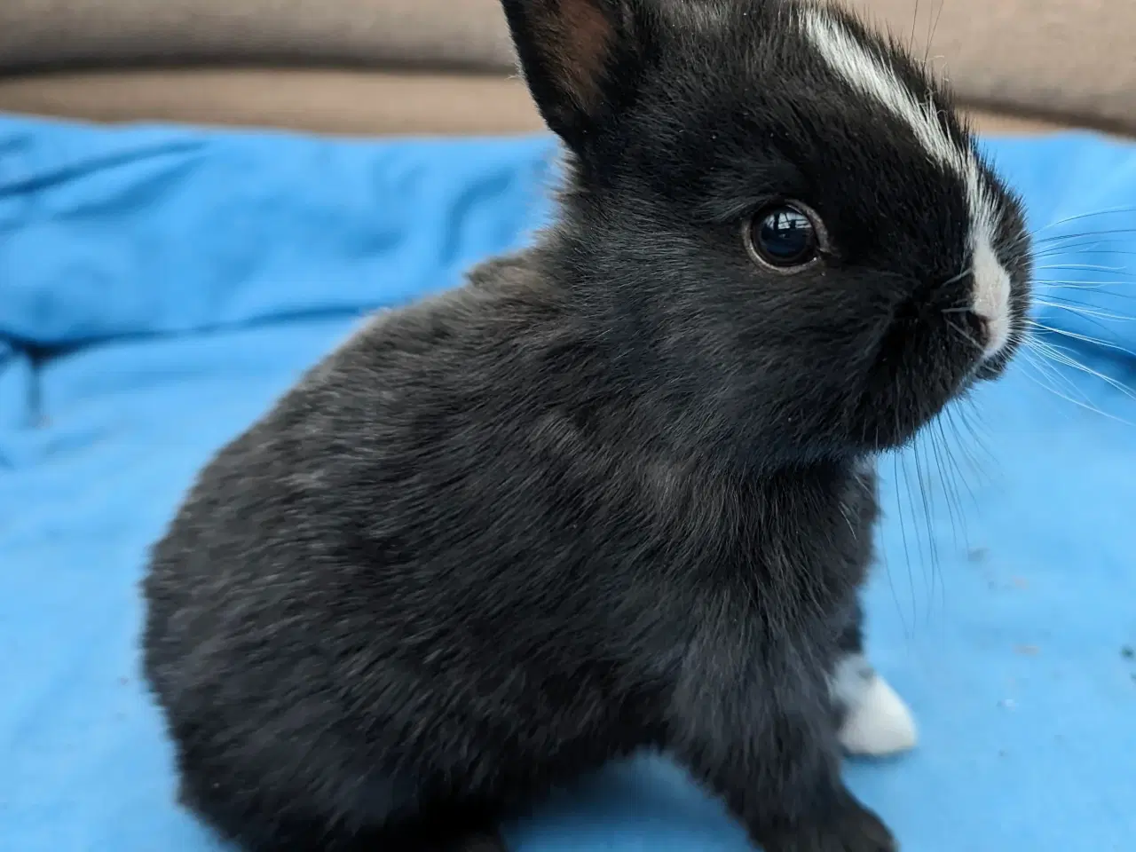 Billede 1 - Hermelin kaninunge sælges 