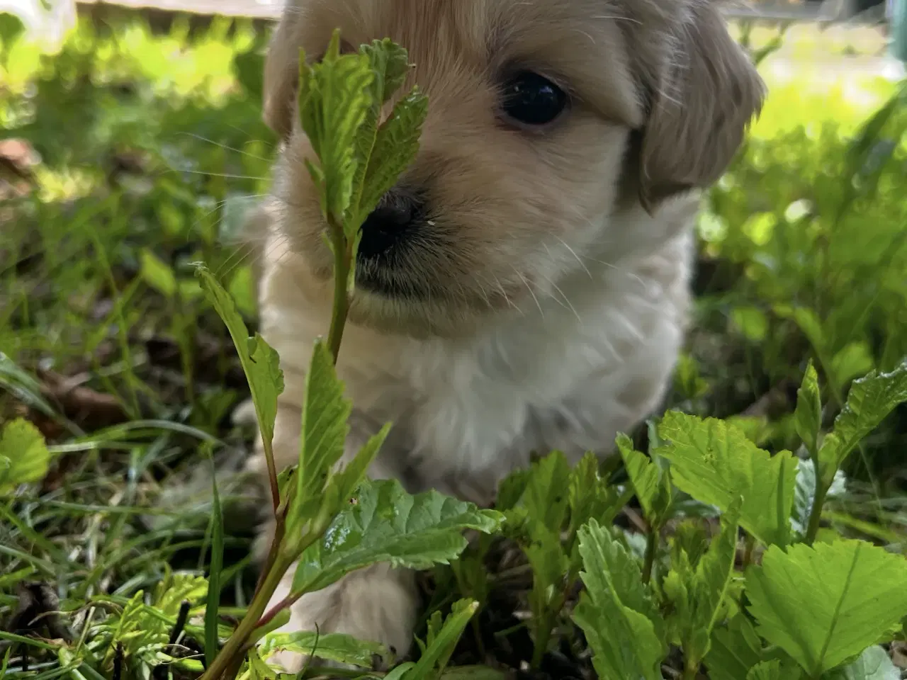 Billede 3 - Coton - Shih tzu hundehvalpe 