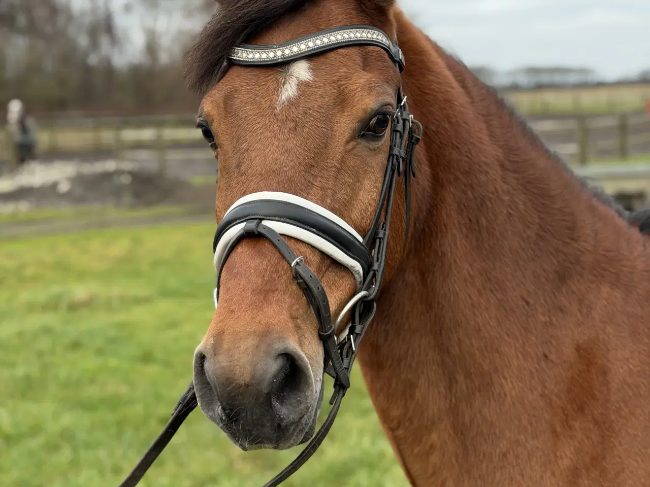 Billede 1 - Sød 1’er pony