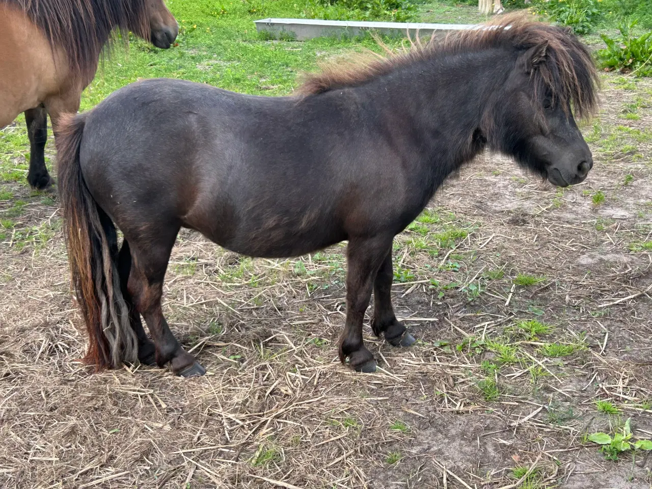 Billede 3 - Mini shetlænder hoppe med rødt pas 