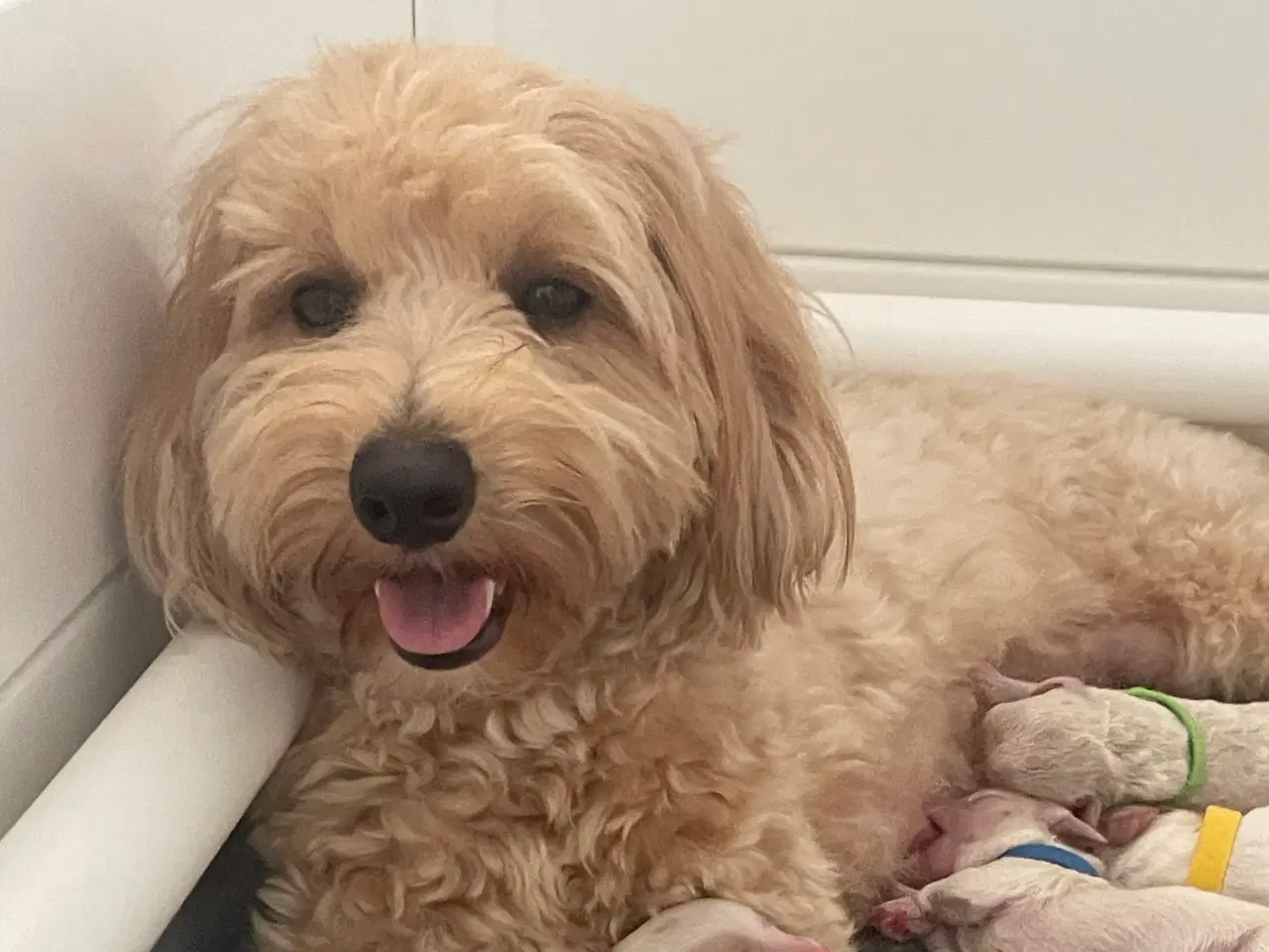 Billede 1 - Havapoo/maltipoo