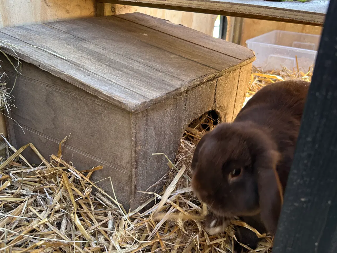 Billede 15 - 2 søde mini lop kaniner (søstre)