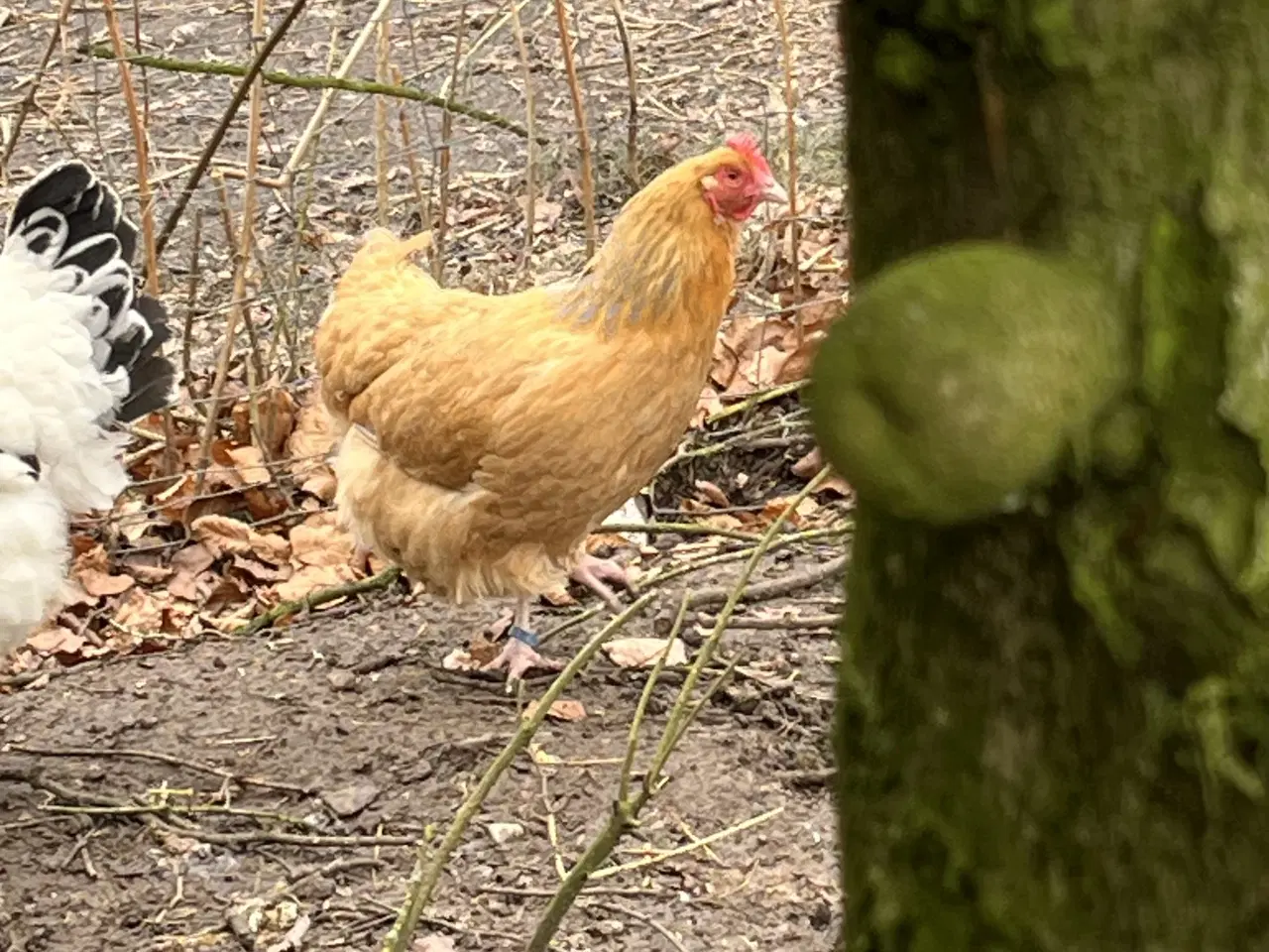 Billede 4 - 🌸 Høns til salg 🌸