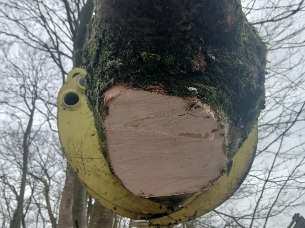 Billede 2 - Ahorntræ fældet og parteret i stamme og grene