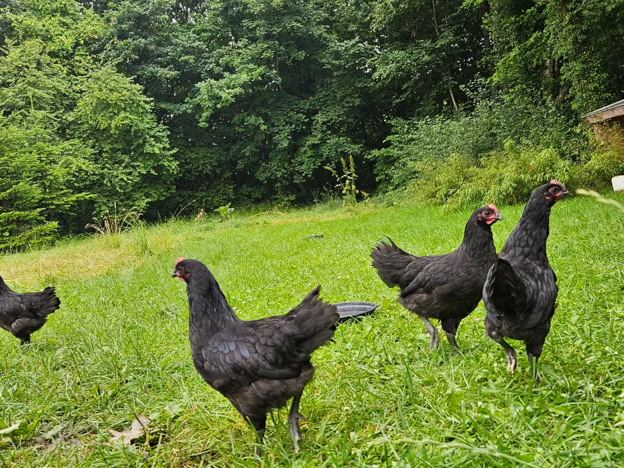 Billede 3 - Hanekylling Australorps 