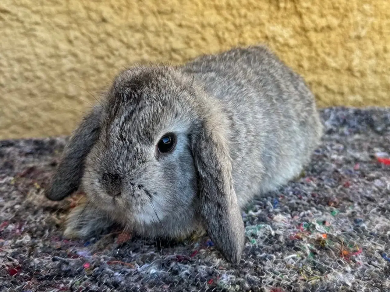 Billede 5 - Han Dværgvædder unge sælges