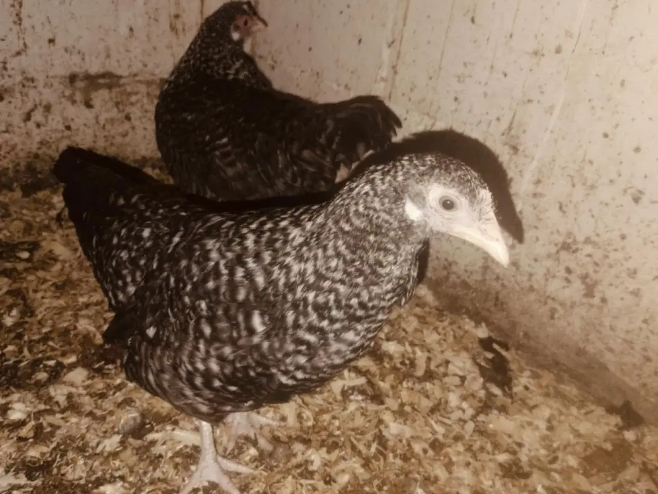 Billede 4 - Danske landhøns i sorte og gråtavlede 